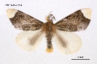 藏品(端白毒蛾)的圖片